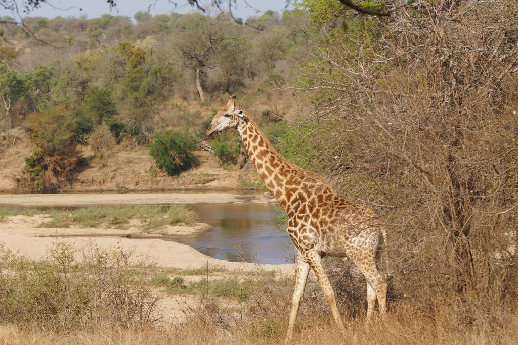 Kruger River Holiday Home Marloth Park Ngoại thất bức ảnh