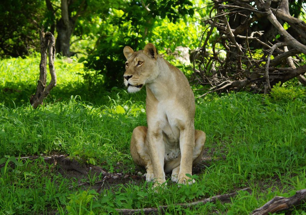 Kruger River Holiday Home Marloth Park Ngoại thất bức ảnh