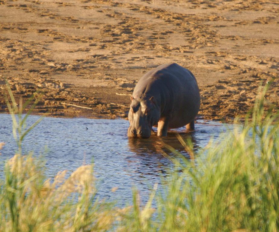 Kruger River Holiday Home Marloth Park Ngoại thất bức ảnh