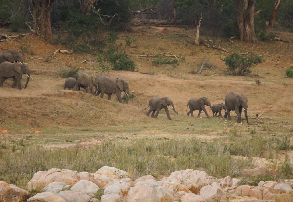 Kruger River Holiday Home Marloth Park Ngoại thất bức ảnh